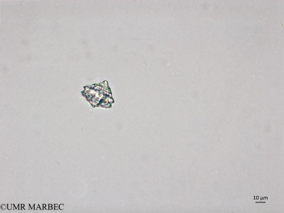 phyto/Brazilian_Nordeste/AtoldasRocas_station22/ABRACOS1 October 2015/Protoperidinium deficiens (ancien Protoperidinium sp33 -Snap-2177)(copy)_thumb.jpg